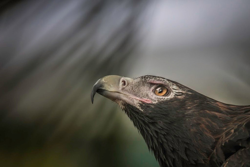 Eagle looks to the sky by @peteevans, UK